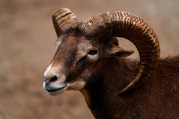 ภาพใกล ดของ Mouflon าตาลบนพ นหล ดเจน — ภาพถ่ายสต็อก