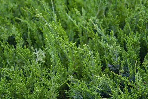 Closeup Fresh Green Bush Juniper — стоковое фото