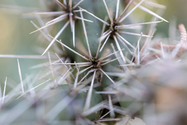 Selective Focus Shot Thorns Cactus — Stock Photo, Image