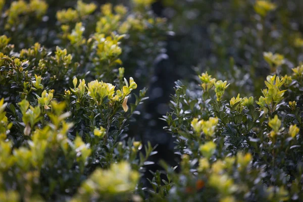 Closeup Green Foliage Buxus Genus Seventy Species Family Buxaceae — стокове фото