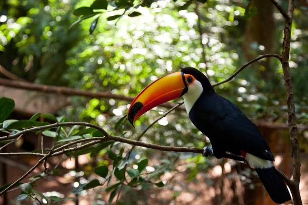 Mise Point Sélective Oiseau Toucan Perché Sur Bois — Photo