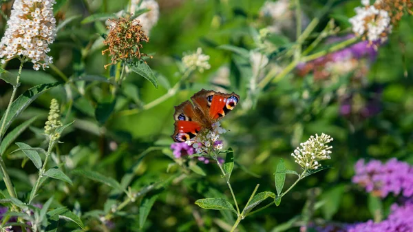 Egy Közeli Kép Egy Páva Pillangóról Amint Egy Orgonavirágon Homályos — Stock Fotó