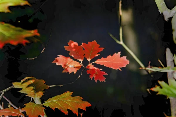 Closeup Tree Branch Colorful Autumn Leaves Black Background — Stockfoto