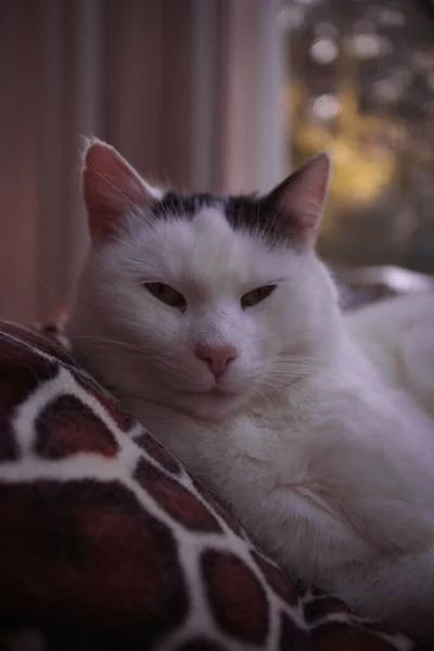 一只可爱的白猫在沙发上的特写镜头 — 图库照片