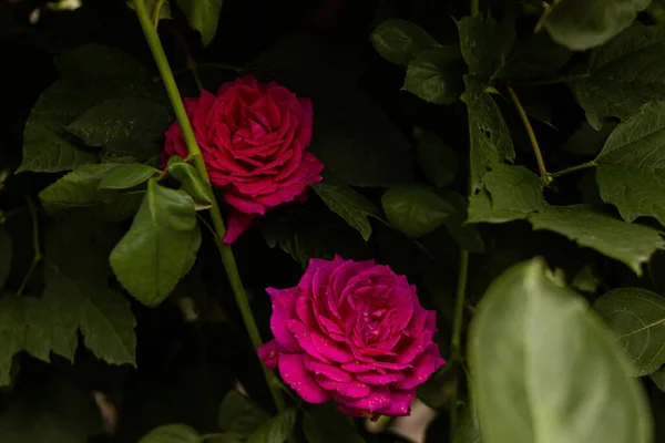 Саду Расцветают Розовые Розы — стоковое фото
