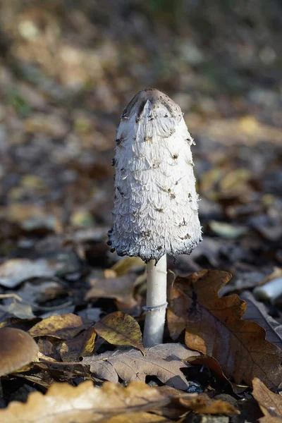 Гриб Coprinus Comatus Среди Сухих Осенних Листьев Лесу — стоковое фото