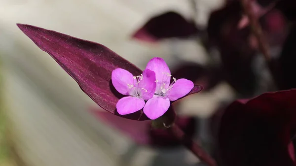 Selektiv Fokusbild Blommande Rosa Blomma — Stockfoto