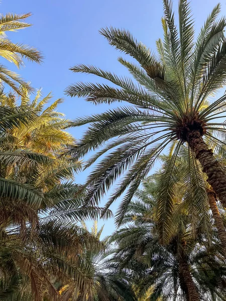 Ain Deki Oasis Teki Palmiye Ağaçları Birleşik Arap Emirlikleri — Stok fotoğraf