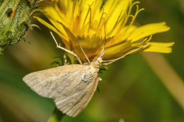 Detailní Záběr Krásného Motýla Přírodě — Stock fotografie