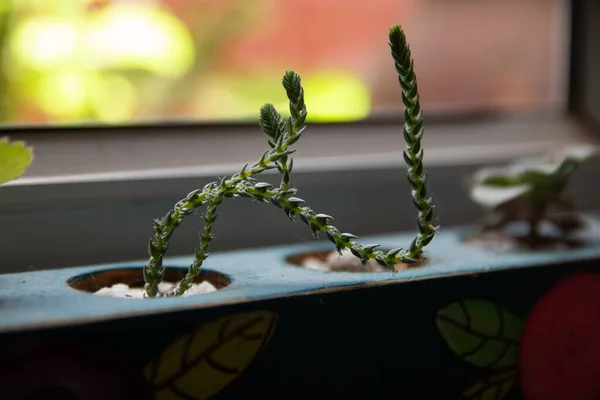 Selective Focus Shot Potted Mini Plants Home Decor — стоковое фото