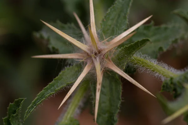 Closeup Shot Cactuses Park — Stock Photo, Image