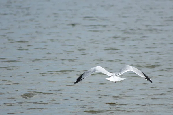 Una Gaviota Volando Sobre Océano —  Fotos de Stock