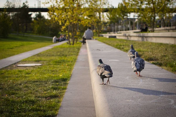 Three Common Pigeons Walking Park — Stock Fotó