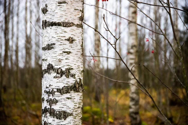 Close Shot Birch Tree Trunk — Stok fotoğraf