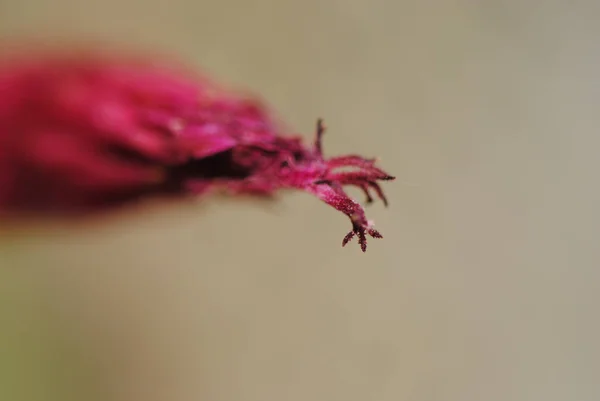 Selective Focus Shot Pink Blossom Petals — ストック写真