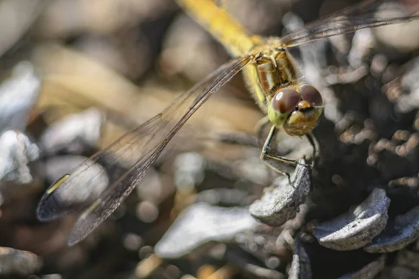 Closeup Shot Dragonfly Nature — Stockfoto