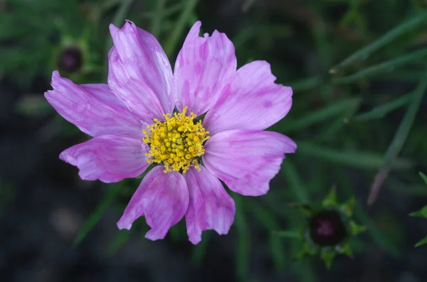 Purple Cosmos Flower Blooming Garden — Foto de Stock