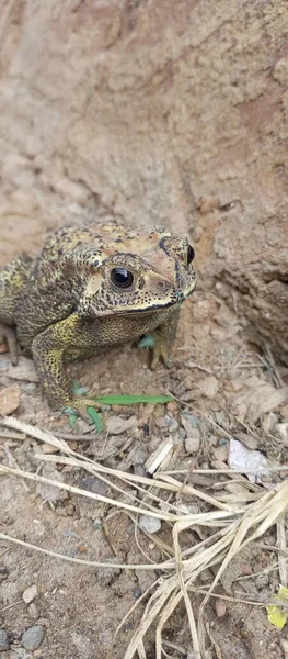 Closeup Common Toad Ground — Stok fotoğraf