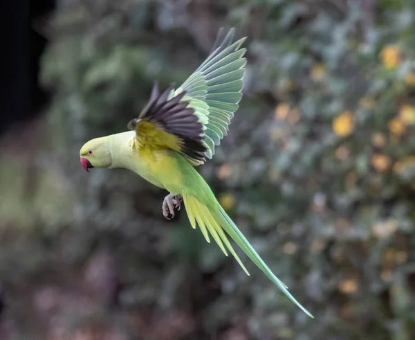 Shallow Focus Green Newton Parakeet Parrot — Foto de Stock