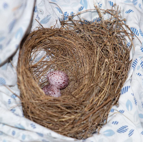 Top View Bird Eggs — 스톡 사진