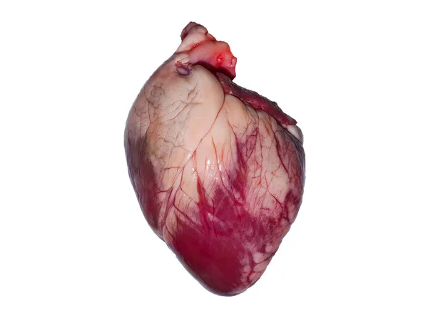 Real Heart Muscular Organ Isolated White Background — Foto de Stock