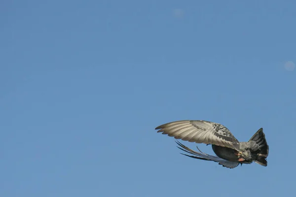 Scenic View Dove Flying Blue Sky — Stok fotoğraf