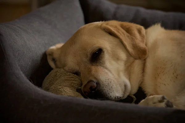 Eine Nahaufnahme Eines Schlafenden Labradors — Stockfoto