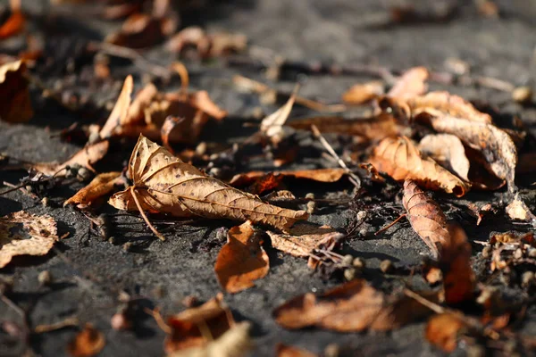 Detailní Záběr Zaschlého Podzimního Listí — Stock fotografie