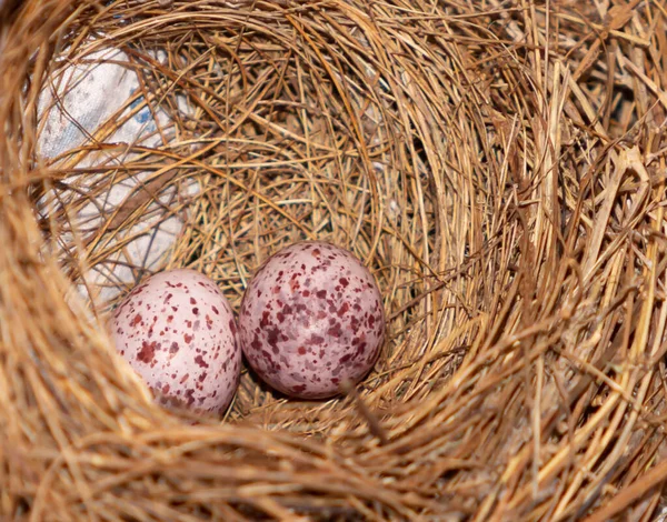 Närbild Rödventilerade Bulbul Ägg Boet — Stockfoto