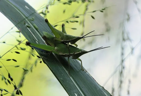 Selective Focus Shot Mating Green Grasshoppers — 图库照片