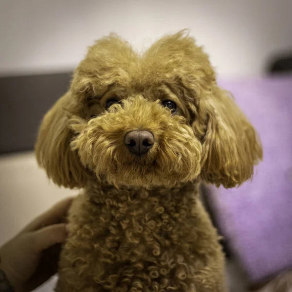 Close Poodle Miniatura Marrom Bonito — Fotografia de Stock