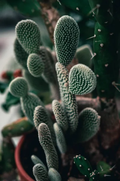 Eine Vertikale Aufnahme Eines Eingetopften Hasenohren Kaktus — Stockfoto