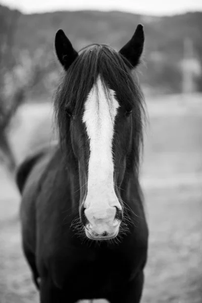 Closeup Grayscale Shot Black Horse Farm — Fotografia de Stock