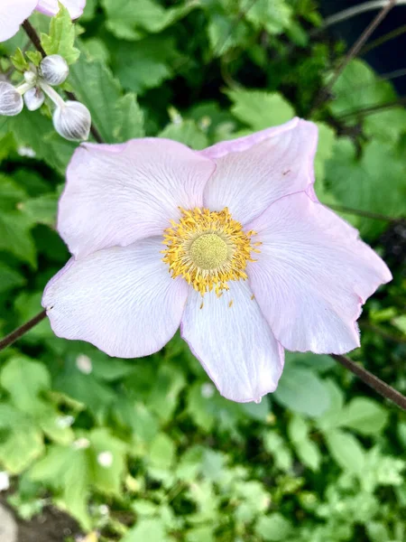 Selective Focus Shot White Anemone Flowering Plant Growing Garden — Zdjęcie stockowe