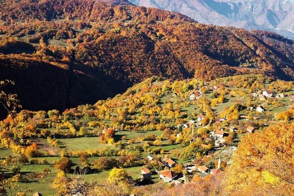 Piękny Widok Kolorowych Jesiennych Drzew Lesie — Zdjęcie stockowe