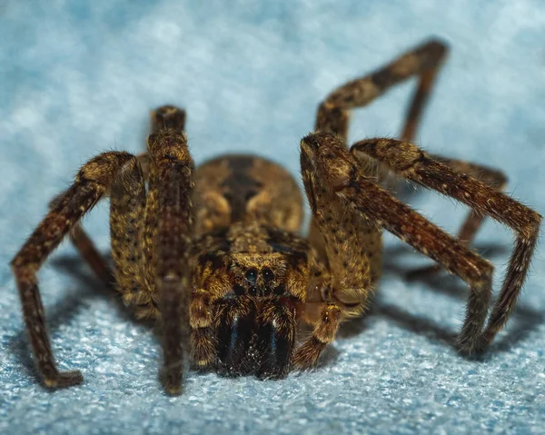 Closeup Big Brown Spider Ground Blurred Background — Φωτογραφία Αρχείου