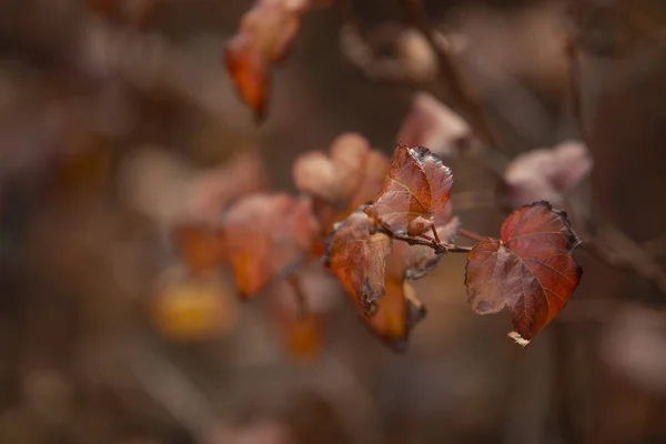 Closeup Autumn Leaves Colorful Autumn Foliage — 图库照片