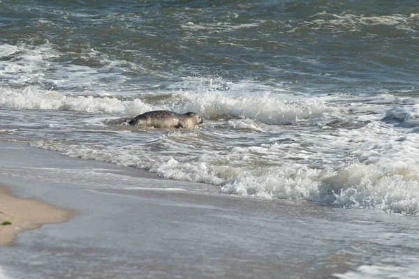 在阳光灿烂的日子里 海滩上一只可爱的海豹的特写 — 图库照片