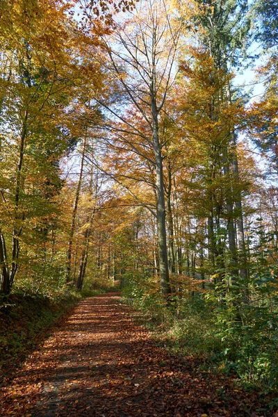Прекрасный Вид Осенние Деревья Поле — стоковое фото