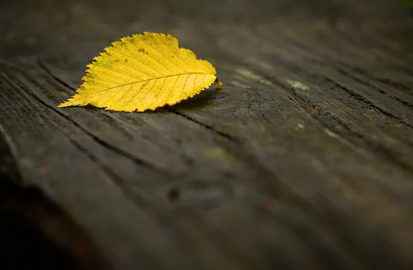 Selective Focus Shot Autumn Leaf Wood — Stock fotografie