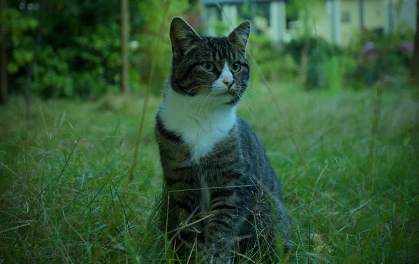 Eine Nahaufnahme Einer Geschnittenen Katze Einem Garten — Stockfoto