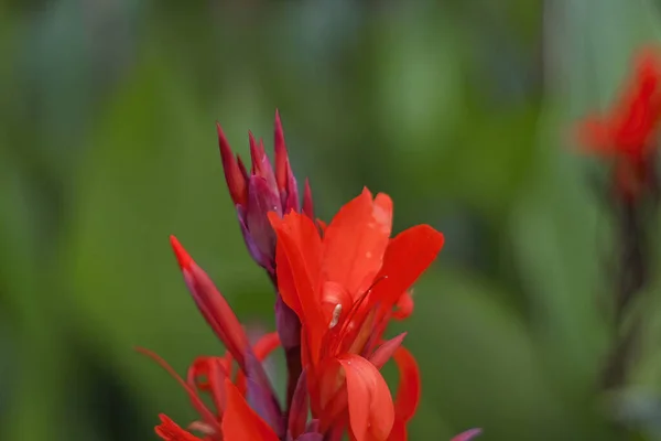 Closeup Red Indian Shot Canna Indica Flower Blurred Green Background — Stock Fotó