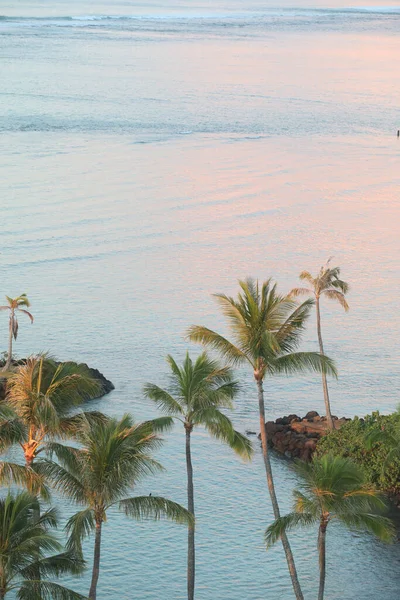 Natural View Palm Trees Beautiful Coast Hawaii — 图库照片