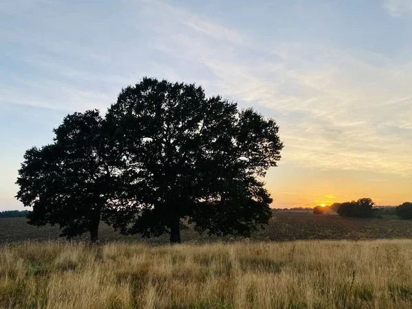 Trees Meadow Sunset Costessey Norwich England — Φωτογραφία Αρχείου