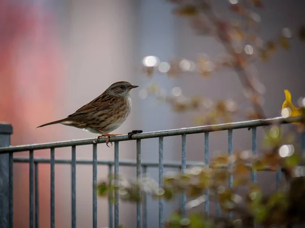 Beautiful Shot Dunnock Sitting Top Cage — Stock fotografie