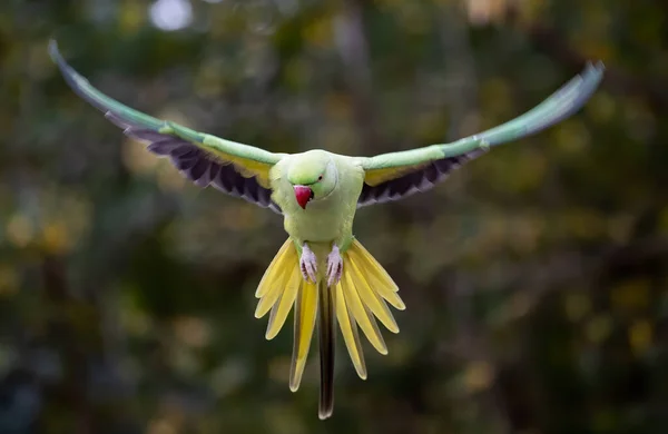 Shallow Focus Green Newton Parakeet Parrot — Stock Fotó