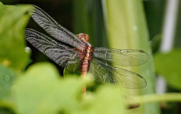 Selective Focus Shot Common Darter Dragonfly — Fotografia de Stock