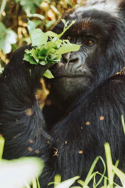 Vertical Portrait Wild Mountain Gorilla Uganda — Stock Photo, Image