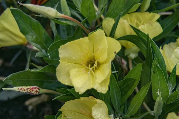 Egy Gyönyörű Keskeny Hosszú Levelű Esthajnalrózsa Virág Közelsége — Stock Fotó