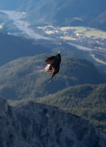 Faucon Noir Survolant Les Montagnes Été — Photo